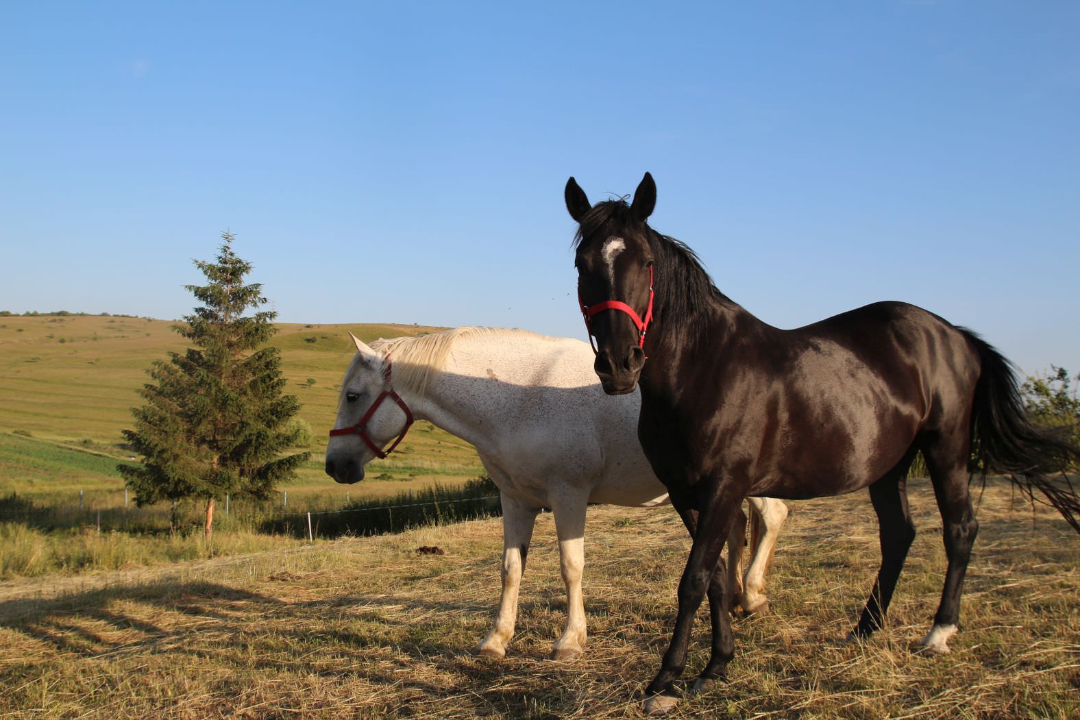 Native Soul Healers Horses