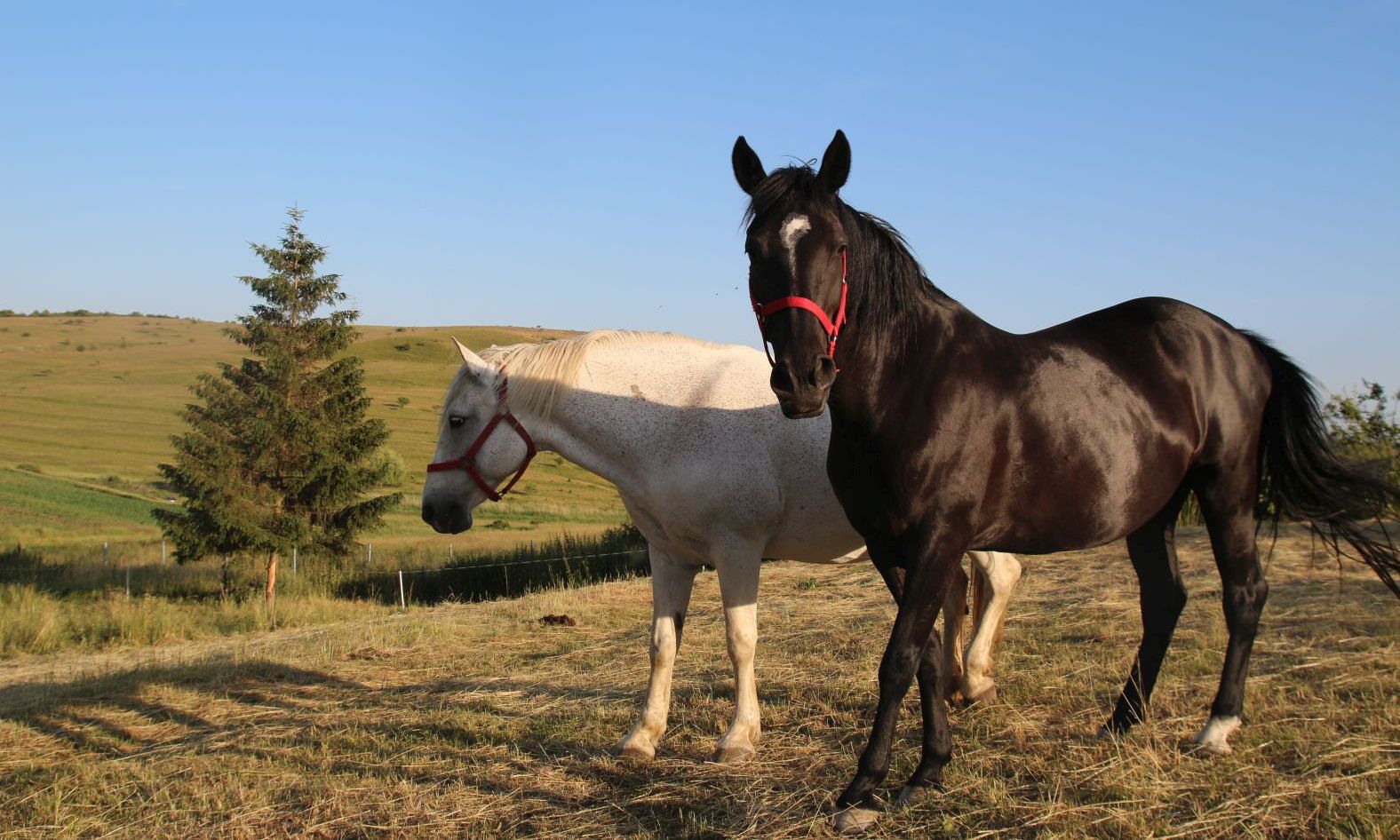 Native Soul Healers Horses